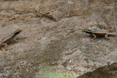 Tropidurus melanopleurus