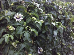 Passiflora edulis