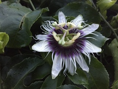 Passiflora edulis