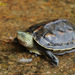 Common Thread Turtle - Photo (c) Kim, Hyun-tae, some rights reserved (CC BY), uploaded by Kim, Hyun-tae