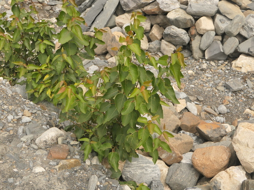 Populus ciliata, photograph 4