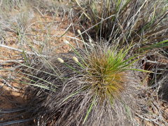 Bulbostylis paradoxa