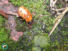 Cyclocephala mecynotarsis