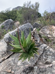 Aloiampelos commixta