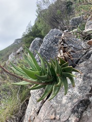 Aloiampelos commixta