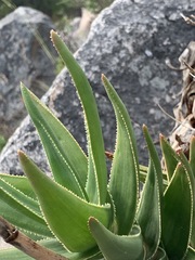 Aloiampelos commixta