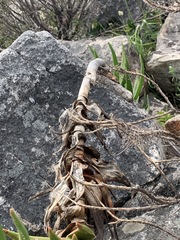 Aloiampelos commixta