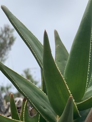 Aloiampelos commixta