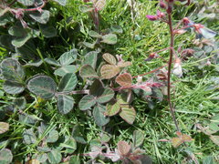 Desmodium molliculum