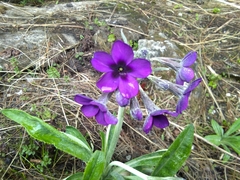 Primula macrophylla