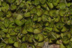 Leptostigma setulosum