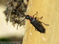 Polemius denticornis