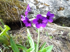 Primula macrophylla