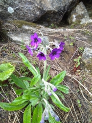 Primula macrophylla