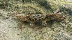 Grapsus albolineatus
