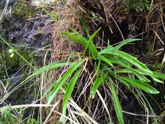 Nardostachys jatamansi
