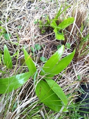 Nardostachys jatamansi