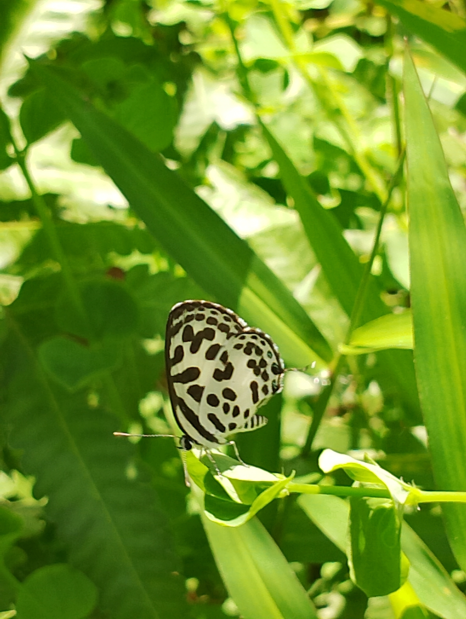 Common Pierrot