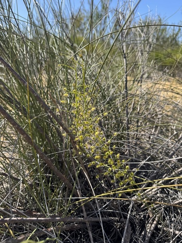 Drosera hirsuta