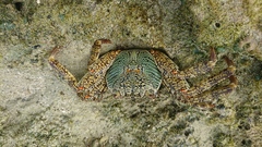 Grapsus albolineatus