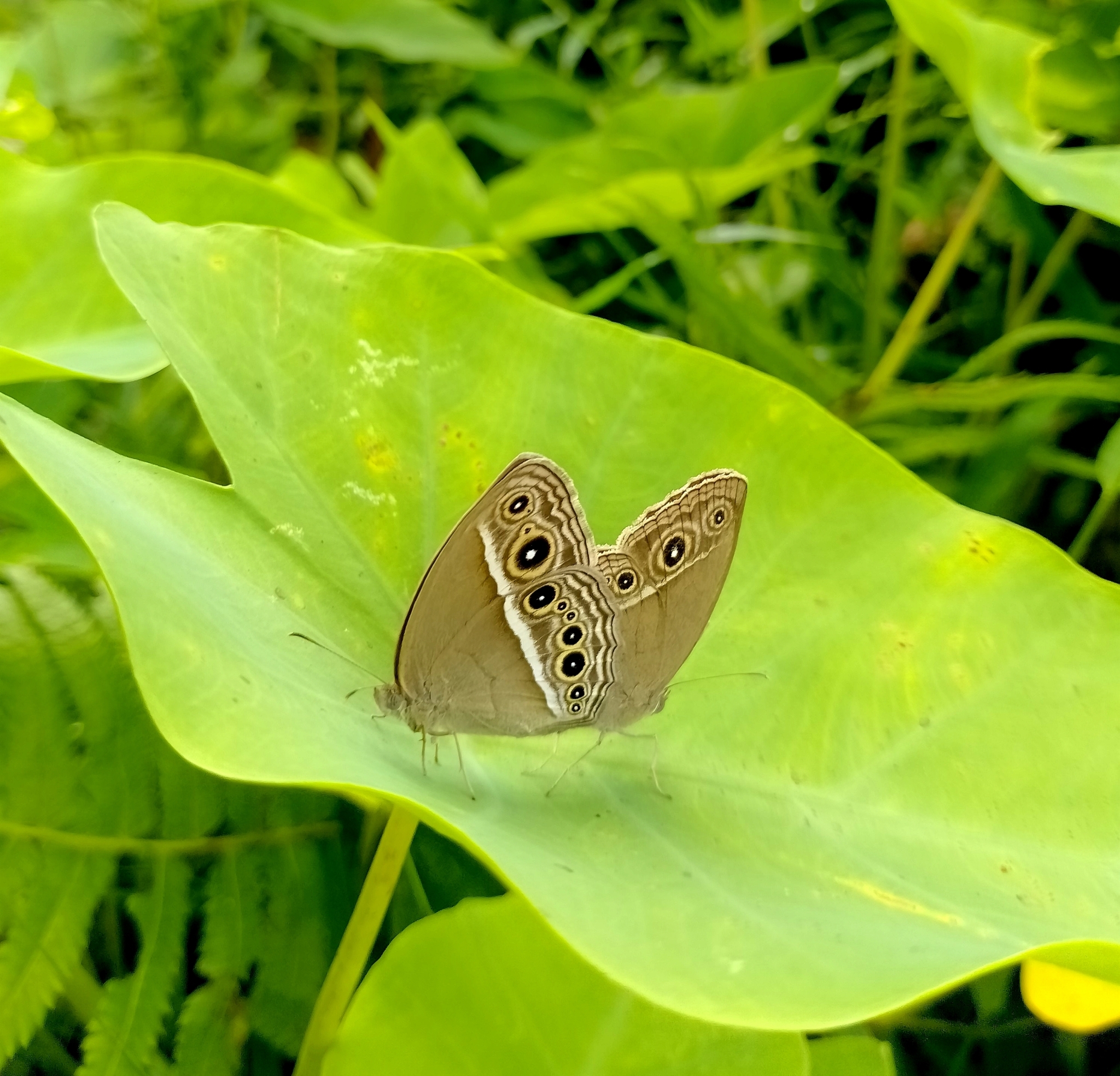 Long-Branded Bushbrown