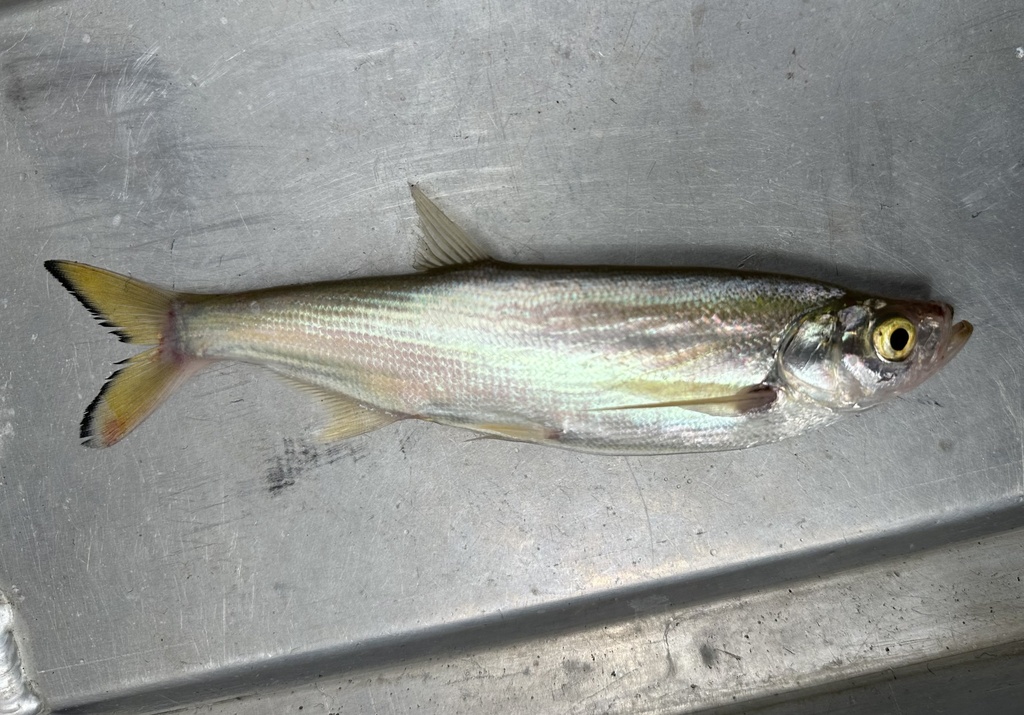 Siamese Sword Minnow