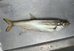 Siamese Sword Minnow photo 1