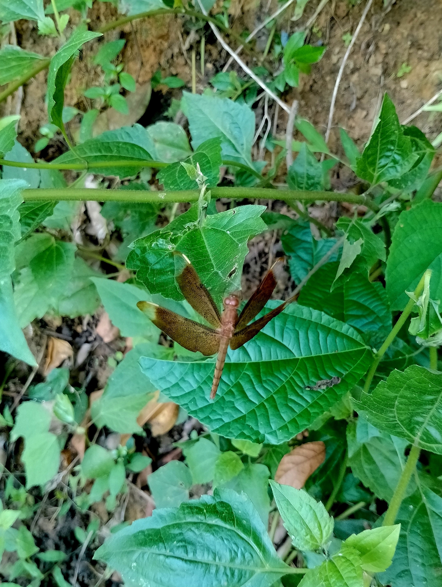 Fulvous Forest Skimmer