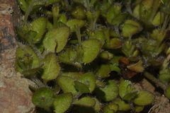 Leptostigma setulosum