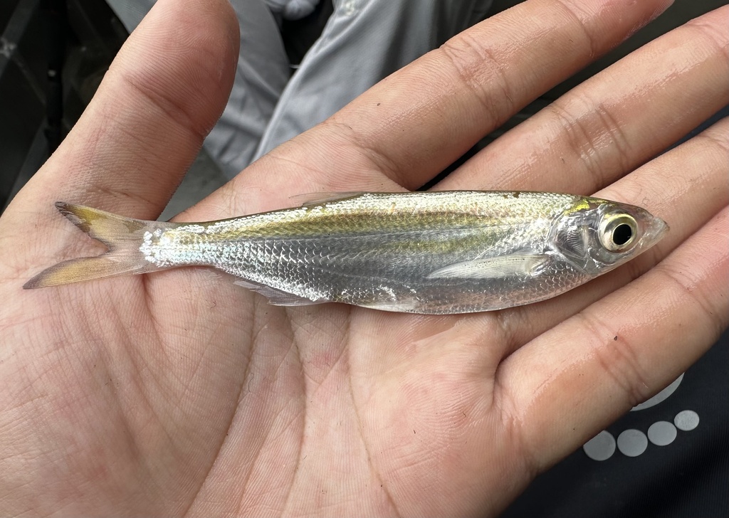 Sharpmouth river carp (Paralaubuca typus) — Cyprinidae