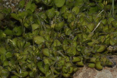 Leptostigma setulosum