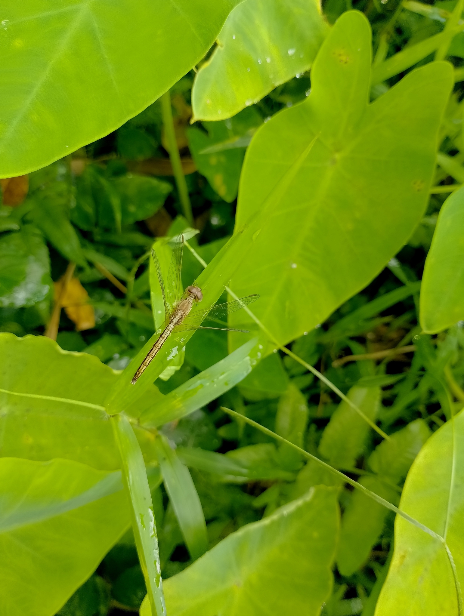 Ruddy Meadow Skimmer