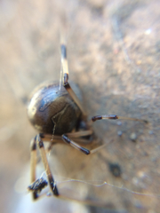 Latrodectus geometricus