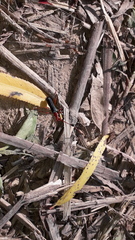 Compsocerus violaceus