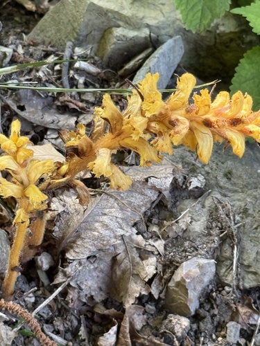 Sage broomrape (Orobanche salviae)