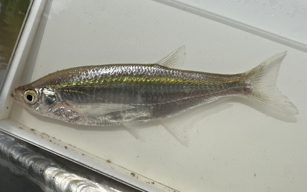 Glass Barb