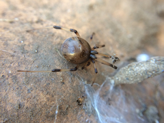 Latrodectus geometricus