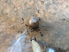 Latrodectus geometricus