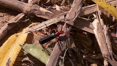 Compsocerus violaceus