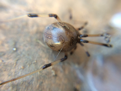 Latrodectus geometricus