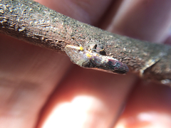 Homalodisca vitripennis