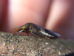 Homalodisca vitripennis