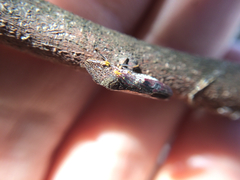 Homalodisca vitripennis