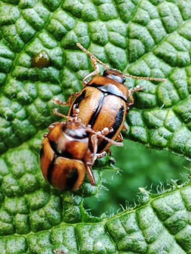 Chrysolina nigrovittata photographed in Kyrgyzstan