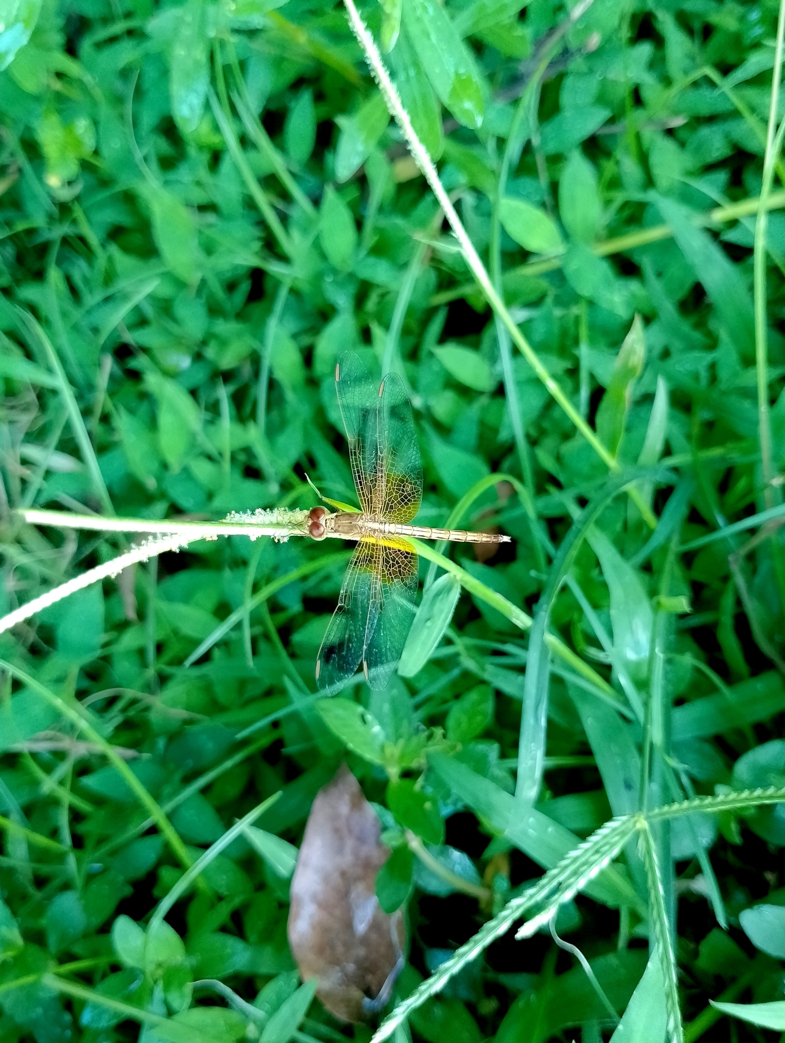 Ruddy Meadow Skimmer