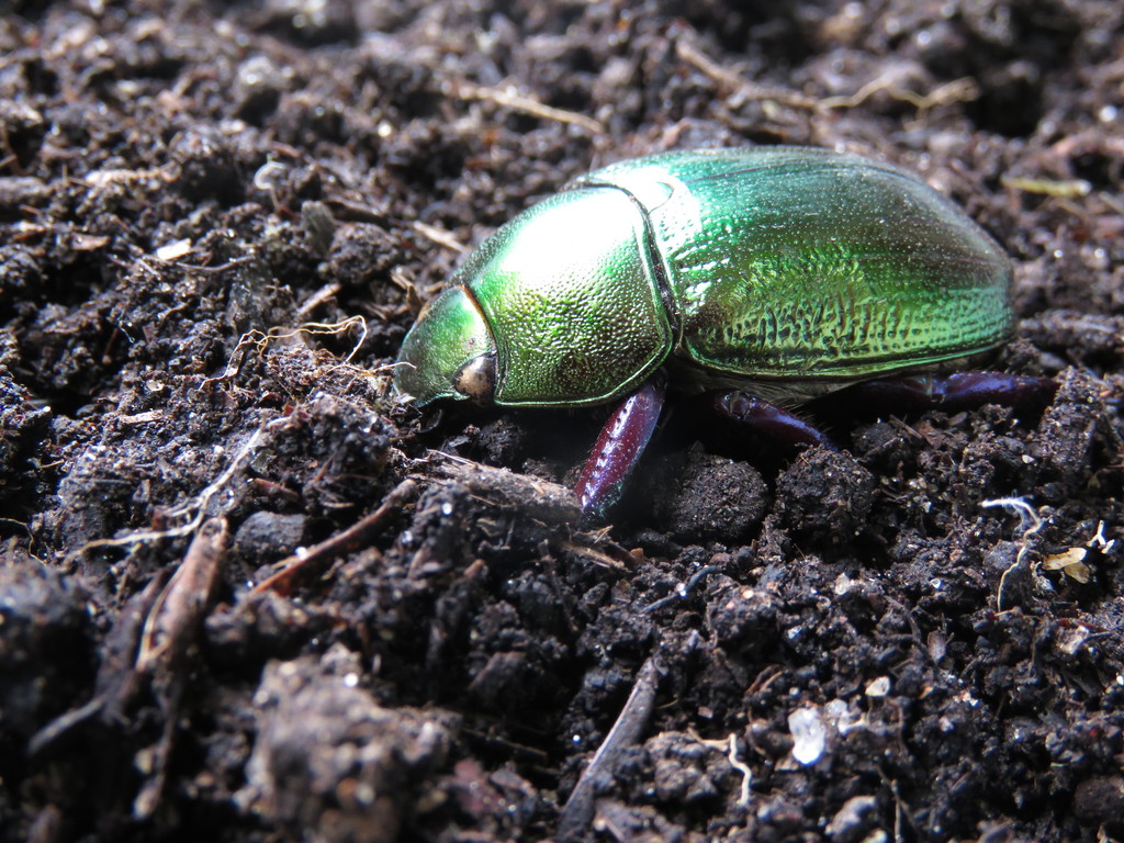 Pelidnota cyanipes