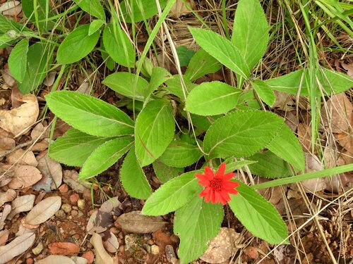 Erythrocephalum longifolium