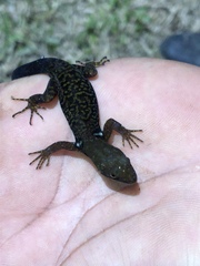 Gonatodes concinnatus