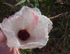 Hibiscus heterophyllus