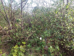 Hibiscus heterophyllus